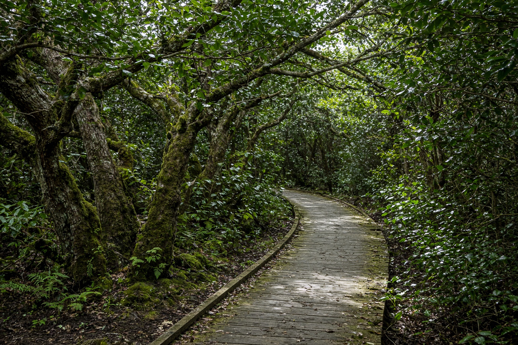 Boardwalk through the Sunken Forest holly canopy